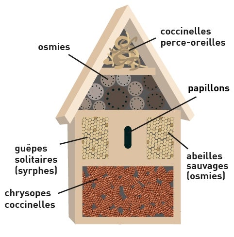 Quels insectes dans mon abri et comment les accueillir ?