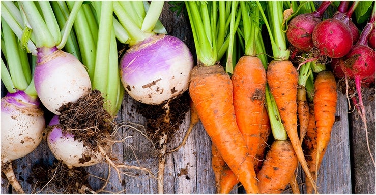 Des légumes qui poussent… vite !