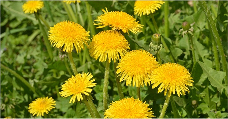 Plantes sauvages, prairie et potager !