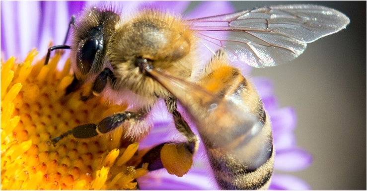 Les plantes mellifères, les abeilles en raffolent !