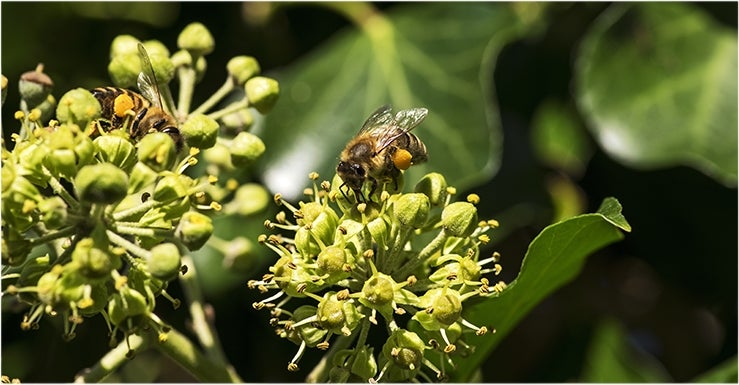 Pensez à nourrir les abeilles toute l’année !