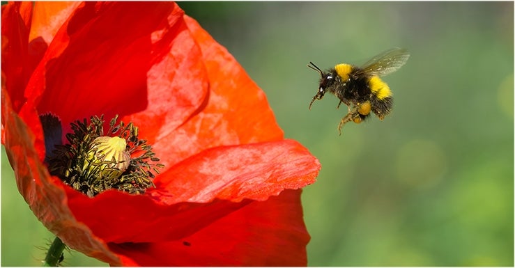 Les fleurs mellifères pour sauver les abeilles