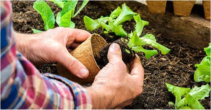 Que peut-on encore planter pendant la saison ?