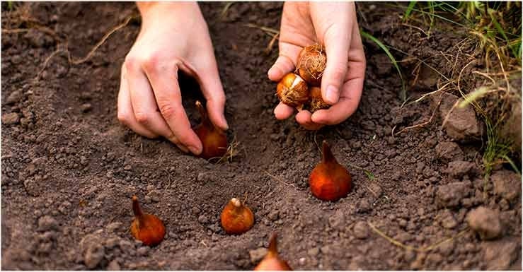 Les fruits et légumes à récolter et à planter en automne