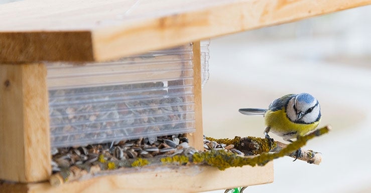 Mangeoire de fenêtre pour oiseaux de la nature 14cm