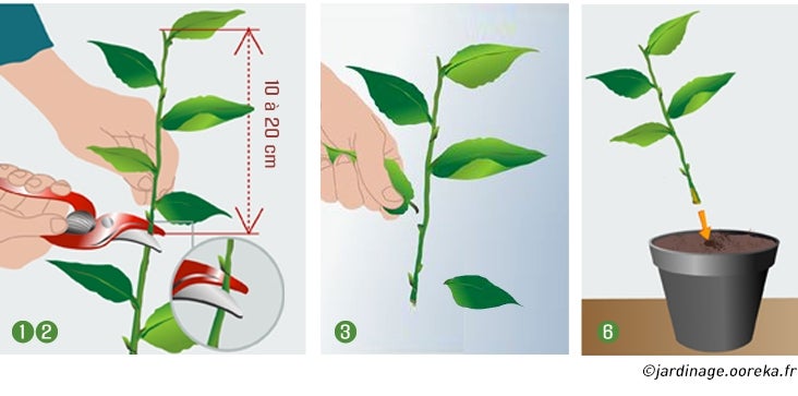 Comment prélever des boutures de plantes d'intérieur ?