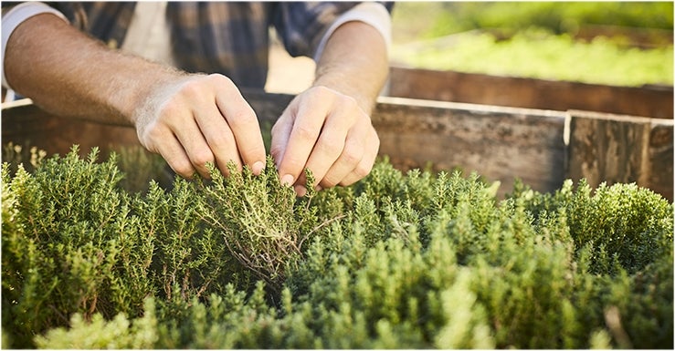 4- Récolter les herbes aromatiques