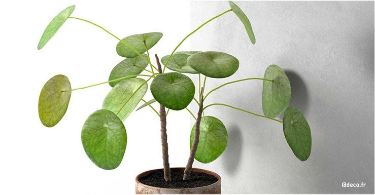 Le Pilea