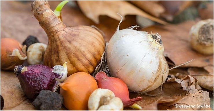 Planter ses bulbes en automne… ce n’est pas un peu trop tôt ?