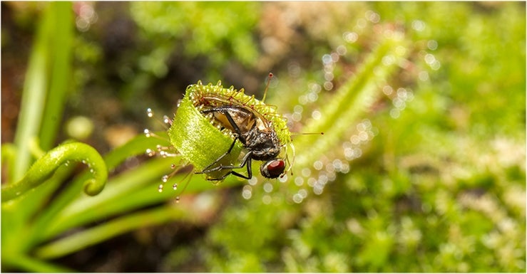 Pensez aussi aux plantes carnivores