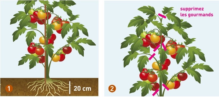 Comment planter nos plants en pleine terre, y a-t-il des techniques particulières ?