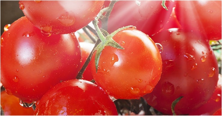 Bonjour Franck ! Peux-tu nous indiquer quand et où planter nos plants de tomates pour bien démarrer sa récolte ?