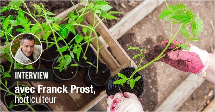 Quand et comment planter ses pieds de tomates ?