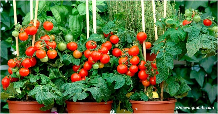 Et pour les personnes qui n’ont pas de jardin chez eux, les cultures en pots, ça marche comment ?