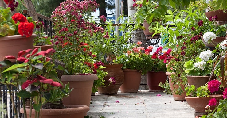 Les plantes du balcon