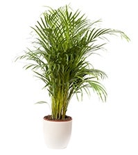 ARECA PALM