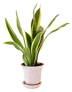 SANSEVIERIA TRIFASCIATA