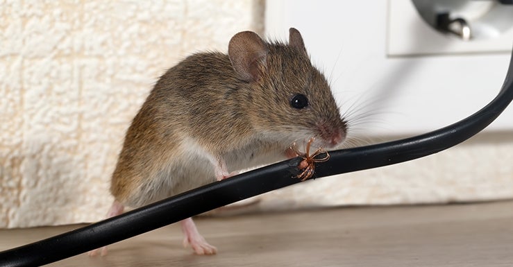 Répulsif à ultrasons pour souris, rats et rongeurs - Fonctionne sur  batterie - Pour la maison, le sous-sol, le jardin - Sans produits chimiques