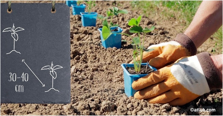 2- Alignez bien vos plants… et installez-les un peu en hauteur !