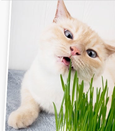 9 astuces pour protéger ses plantations du chat - Conseils