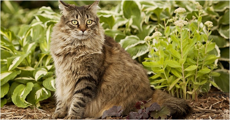 9 astuces pour protéger ses plantations du chat