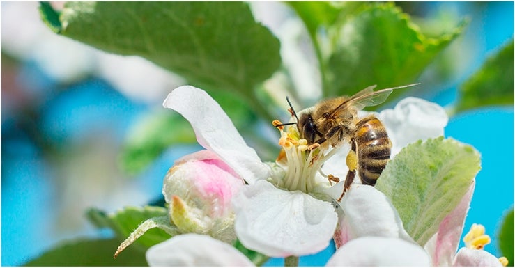 Les plus précieux car sans eux, pas de fécondation et donc pas de fruits et légumes ! C’est de leur rencontre avec les fleurs que naissent ceux-ci.