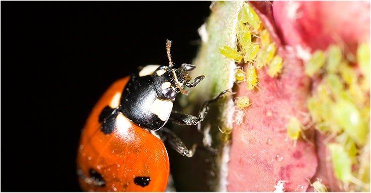 Les insectes auxiliaires