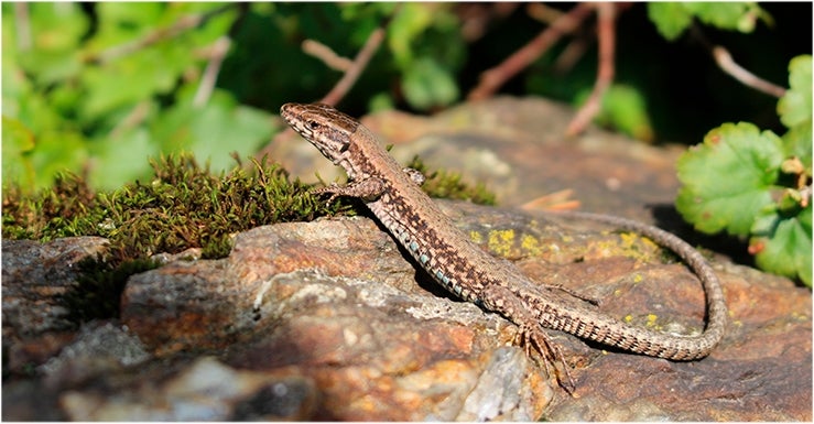 Les lézards