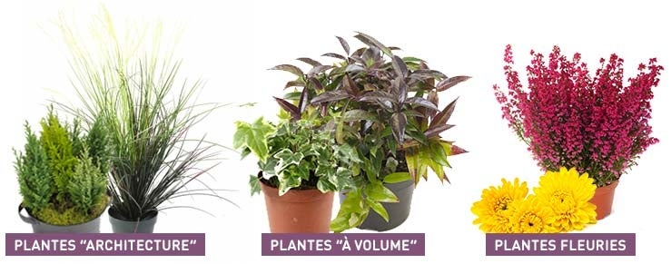 Quelles plantes choisir ?