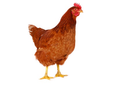 6 Pièces Mangeoire Poules, Mangeoire Poules Anti Nuisible, Mangeoire Poule  Automatique éTanche à la Pluie, pour