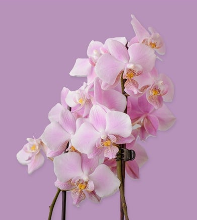 Orchidee tranche