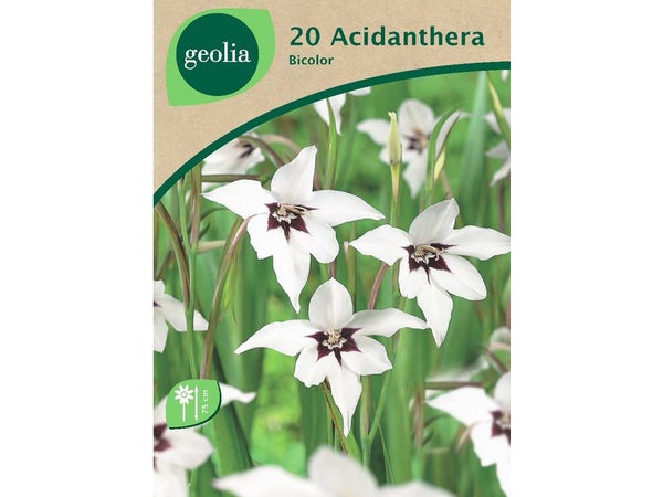 20 Acidentheras Bicolor 8/10 Geolia Blanc Pourpre