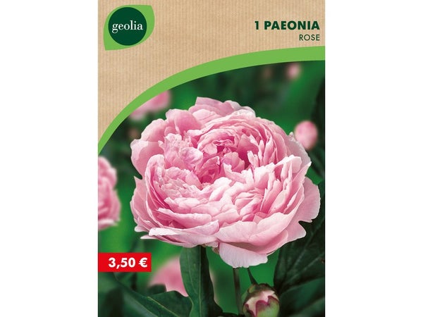 1 Pivoine 2/3 Geolia Rose