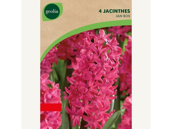4 Jacinthes Jan Bos 16/17 Rose