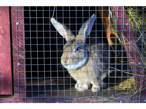 Grillage Pour Animaux Soudé Gris, H.0.5 X L.3 M, Maille H.19 X L.19 Mm