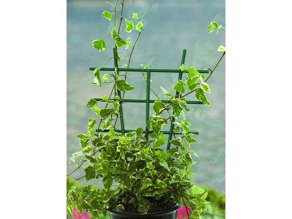 Tuteur Echelle Grand Modèle En Espalier Nortene H.0.5 M