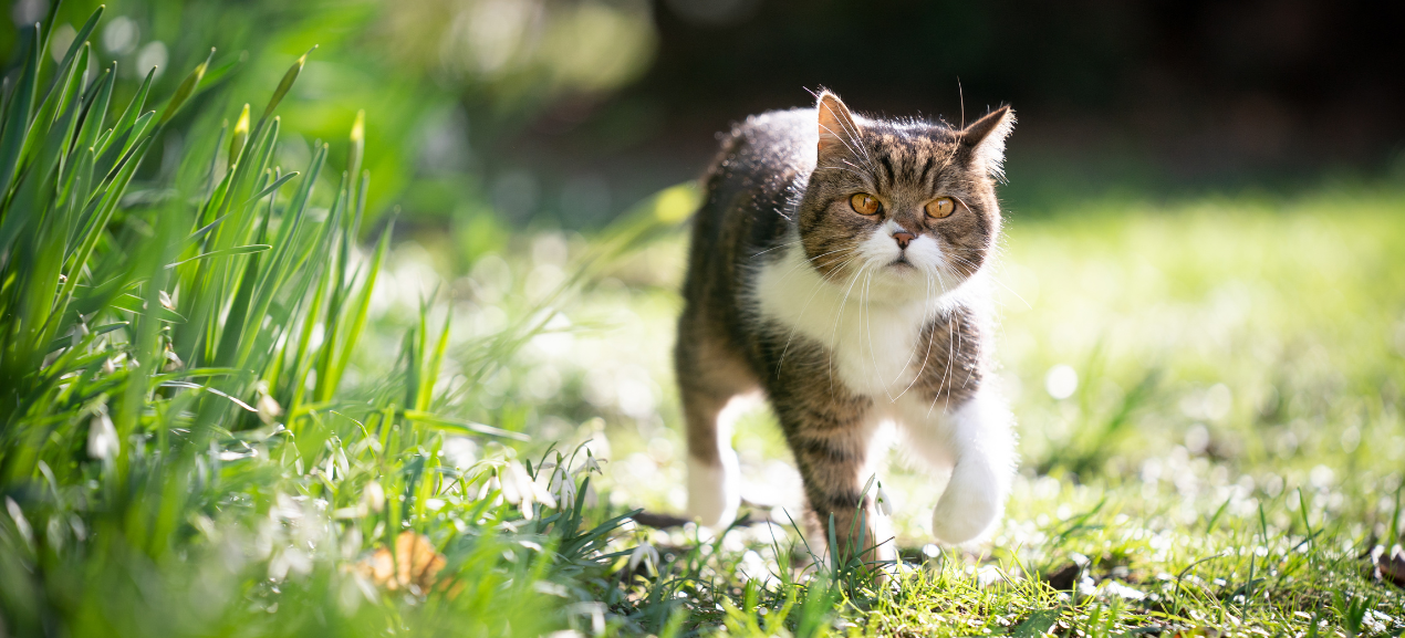 9 astuces pour protéger ses plantations du chat