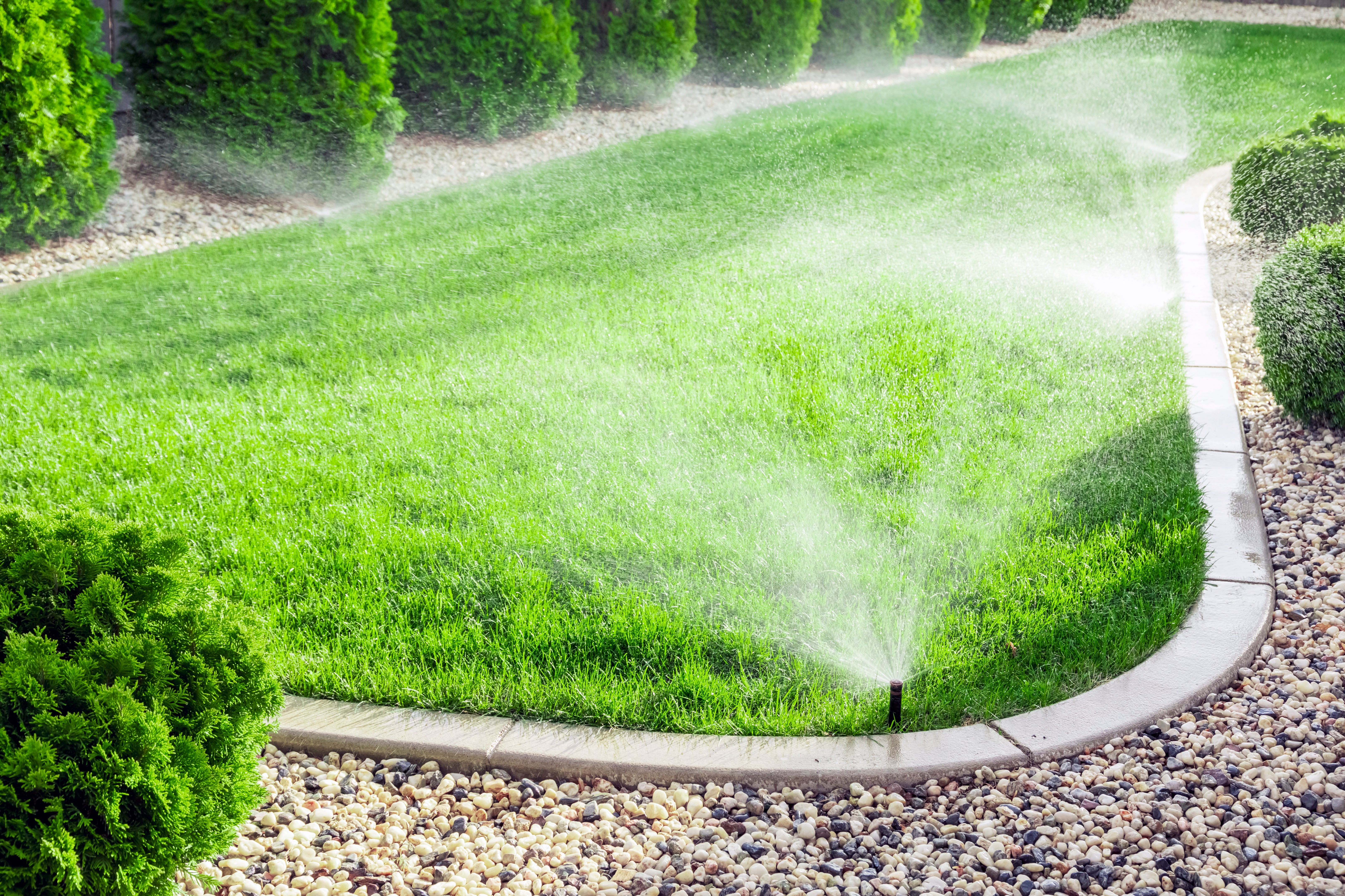 Canicule : comment installer un arrosage automatique pour sauver votre jardin 