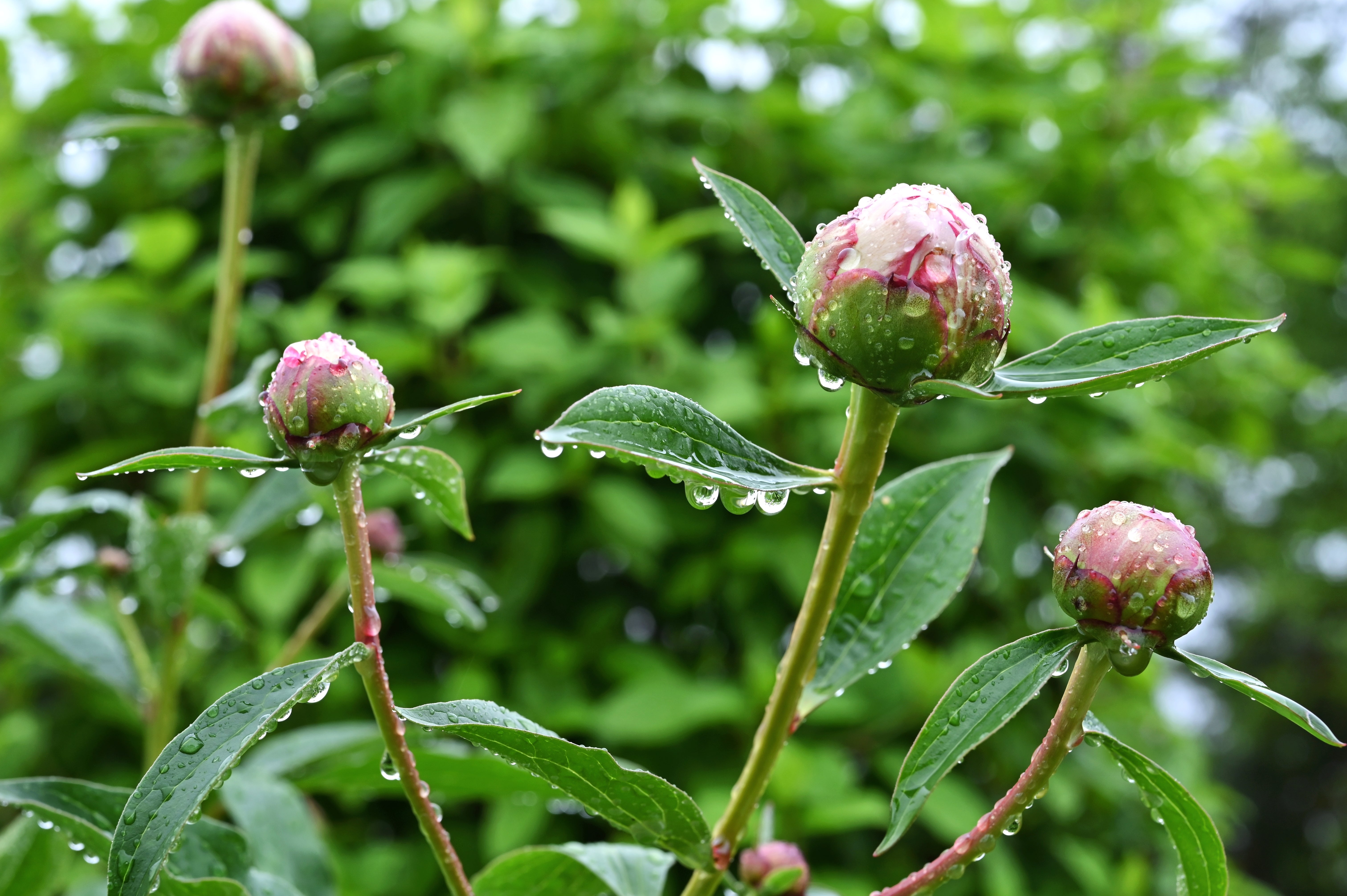 Comment sauver vos plantes après de fortes pluies ?