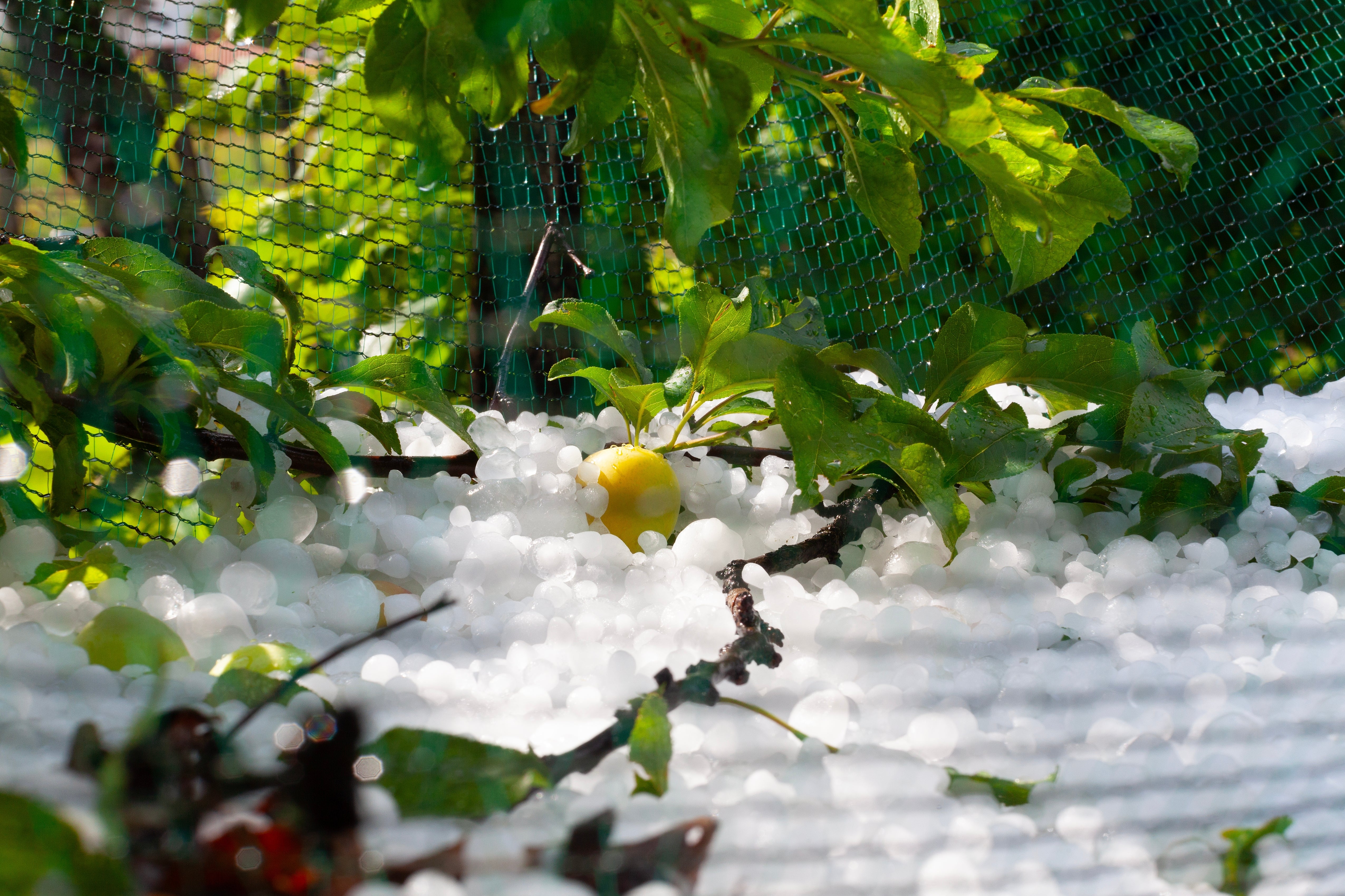 Orage et grêle : comment protéger son potager et ses plantes en urgence 