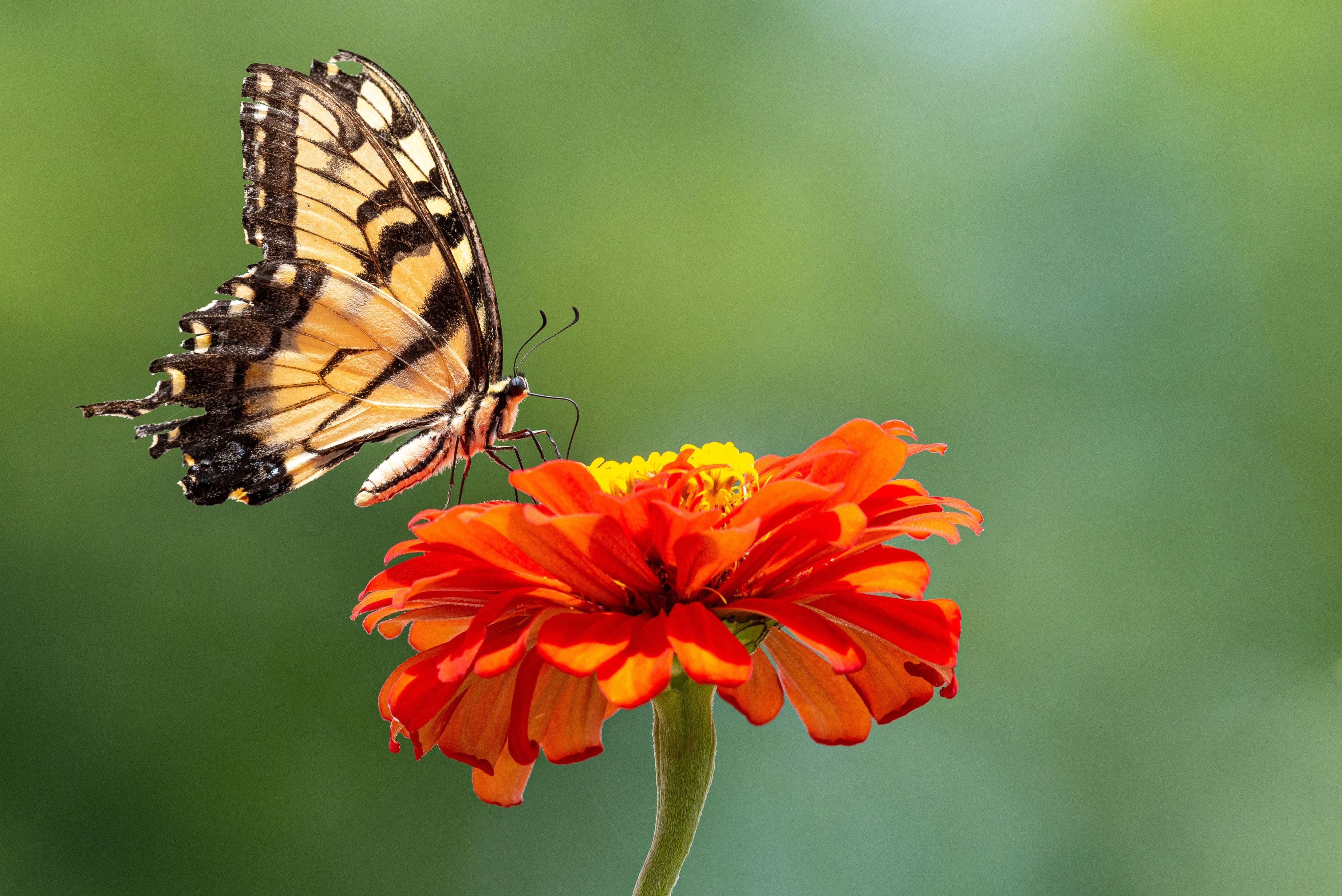 Comment faire de votre jardin un refuge à papillons cet été ?