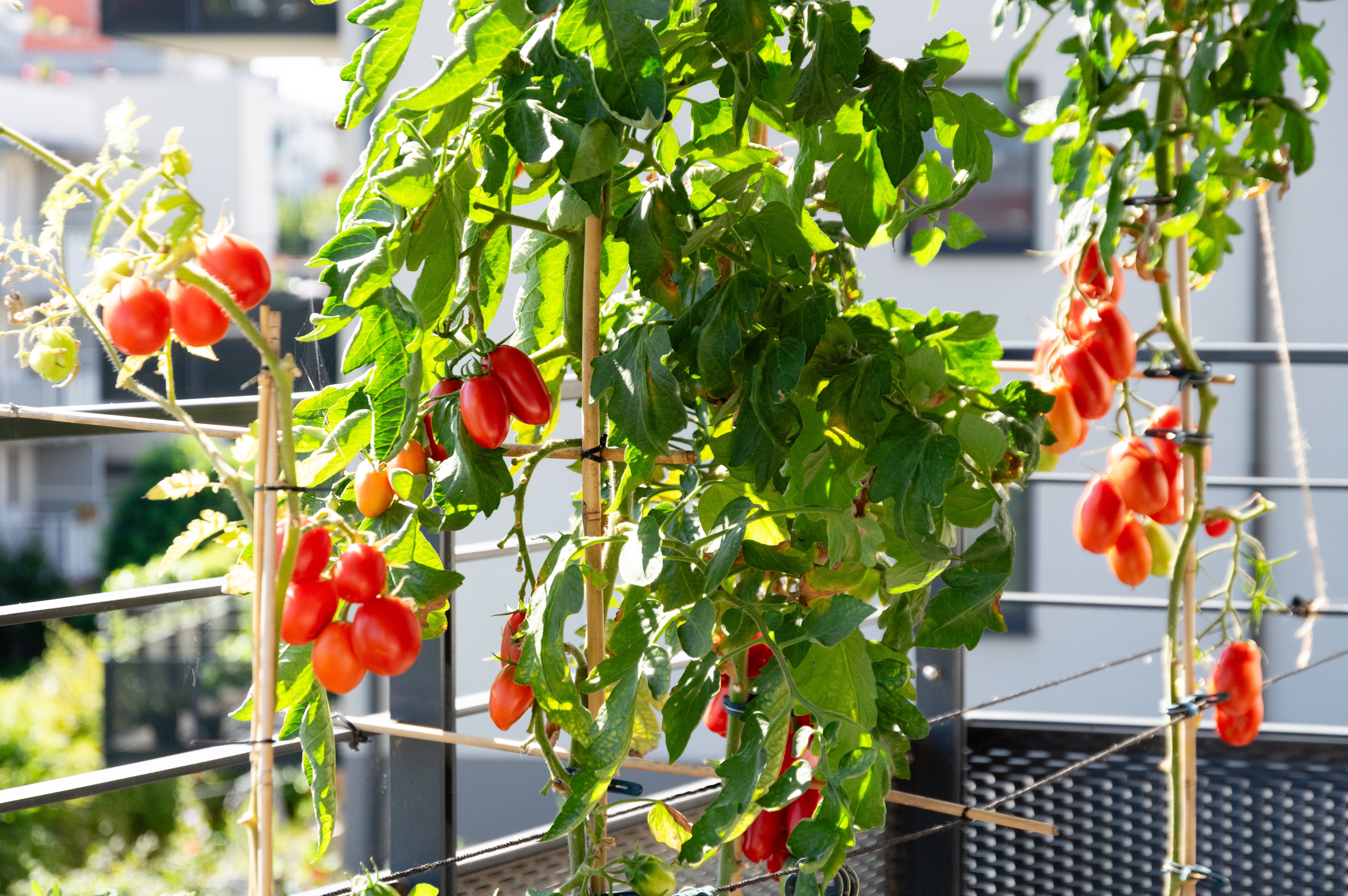Potager de balcon noyé par la pluie : comment installer un système de drainage infaillible ?