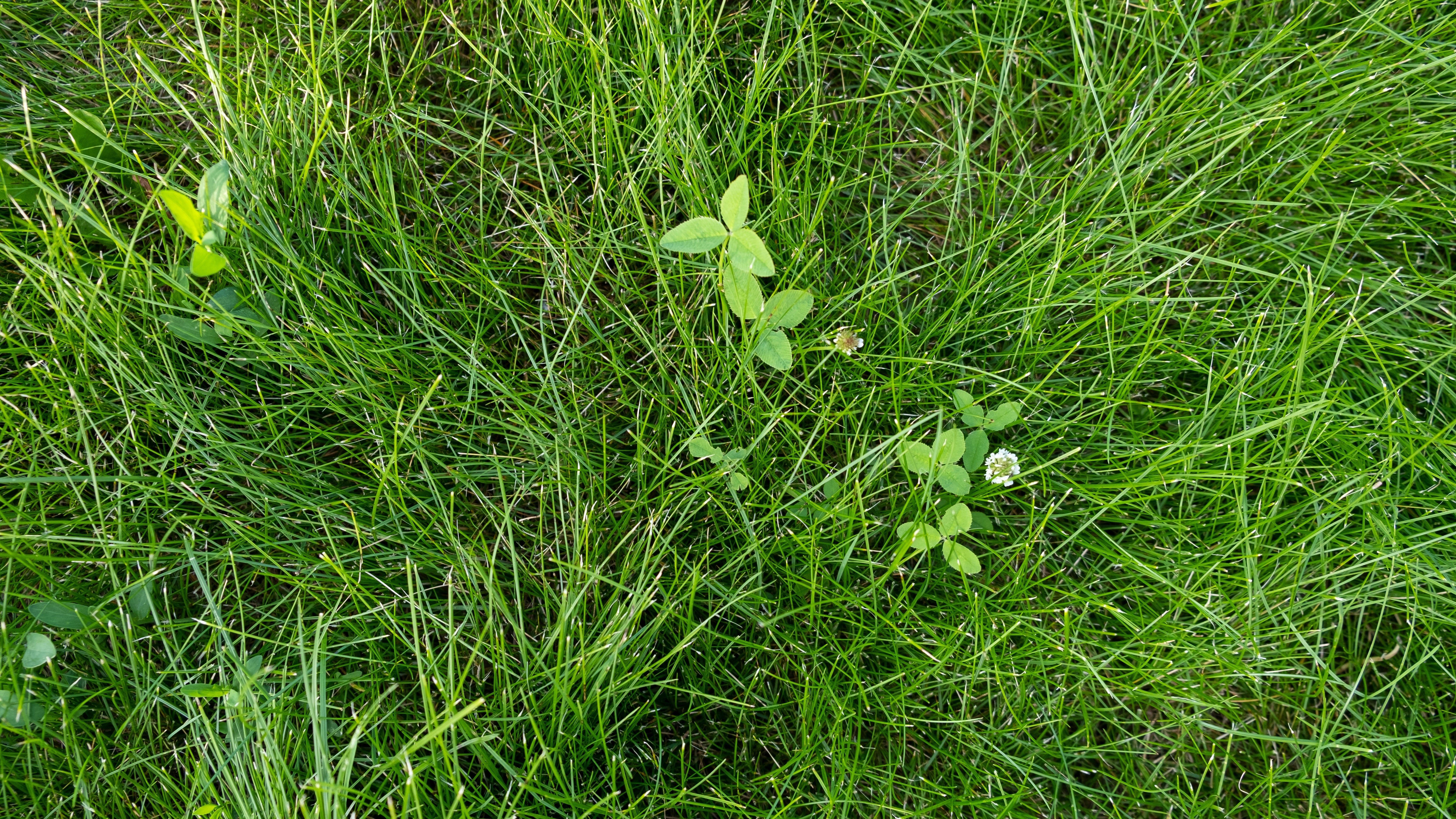 Comment réparer une pelouse pleine de mauvaises herbes ?
