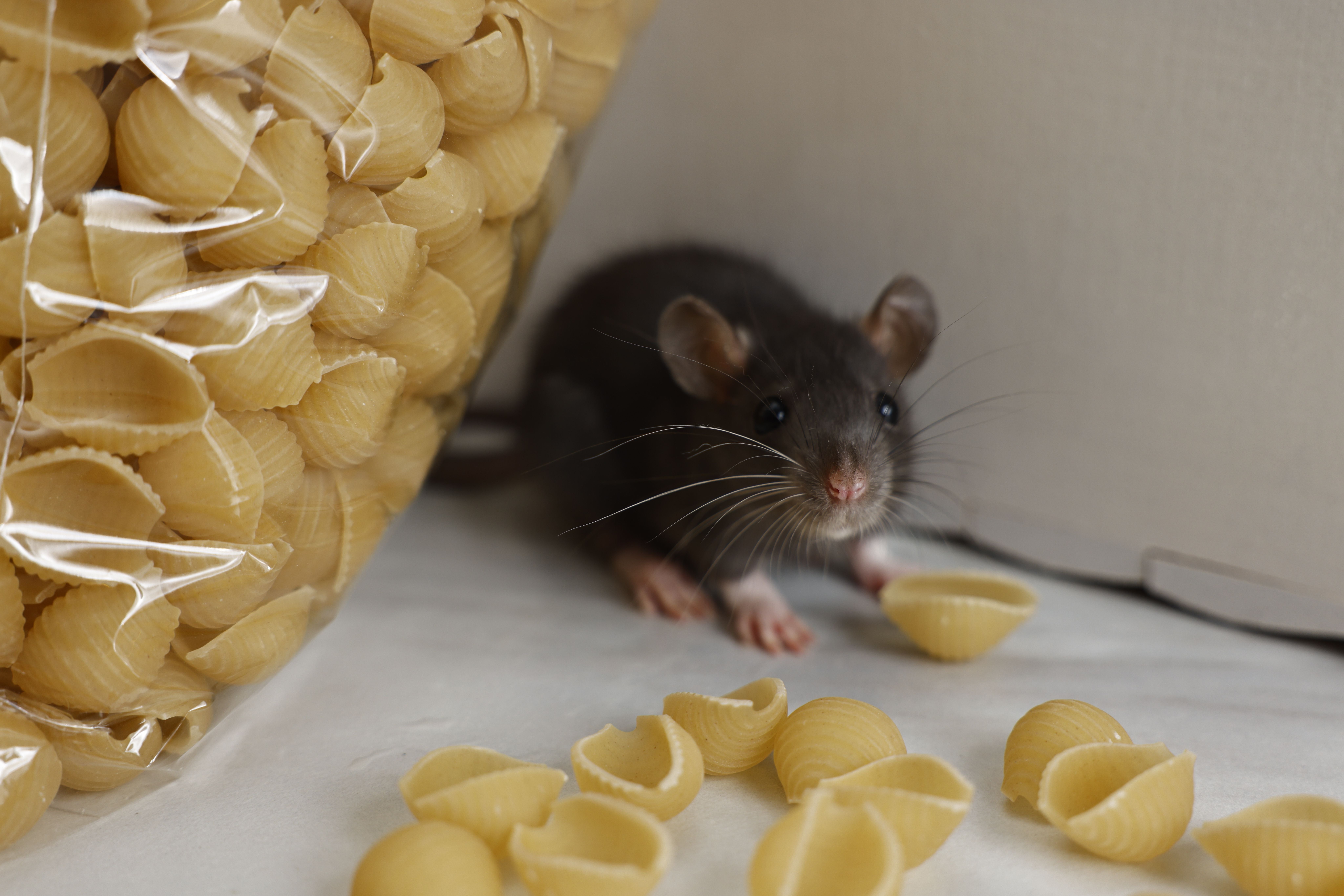Comment prévenir une infestation de rats : guide complet pour protéger votre logement