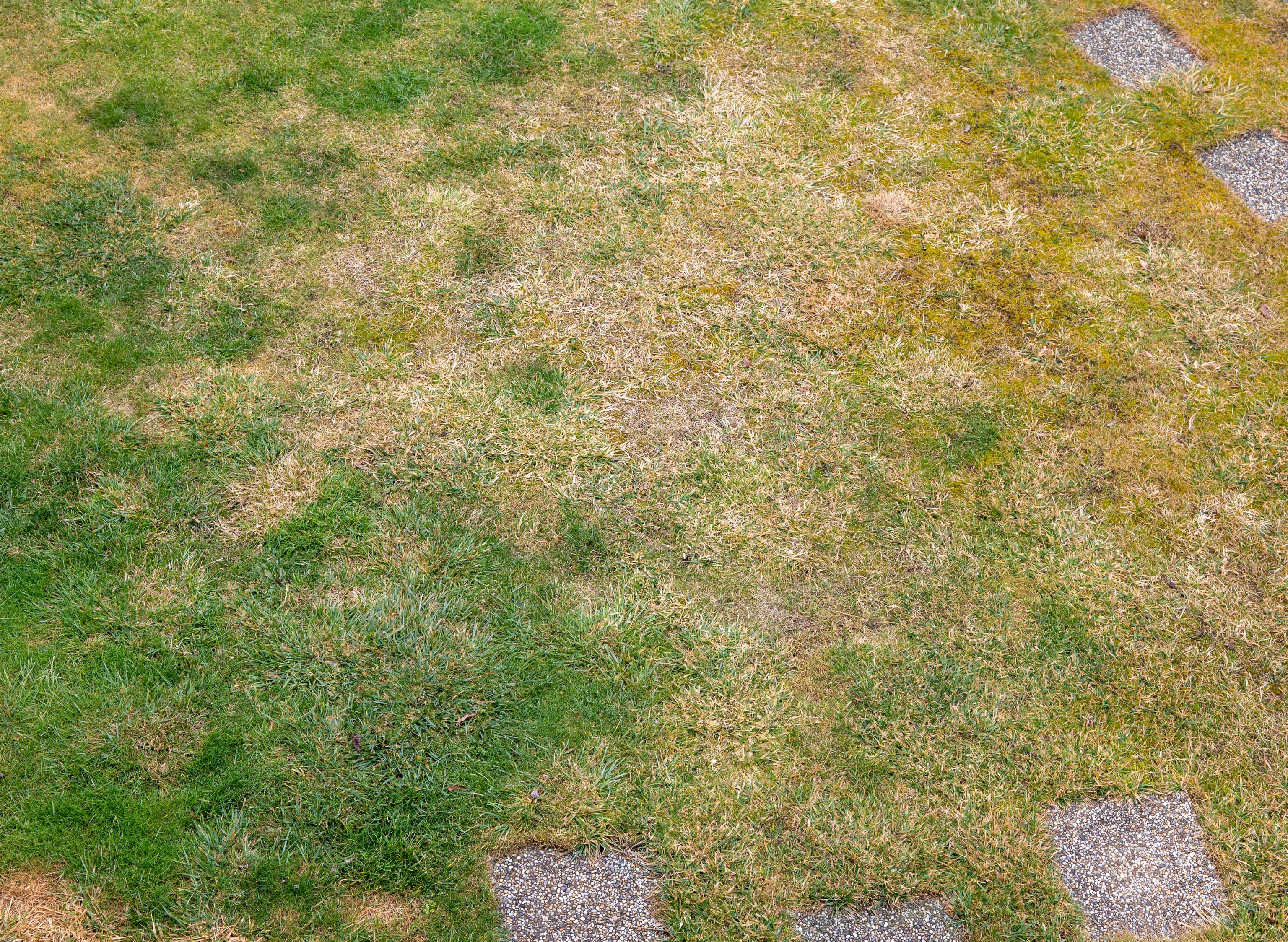 Pelouse jaune et sécheresse : faut-il tondre, scarifier ou laisser pousser cet été ?