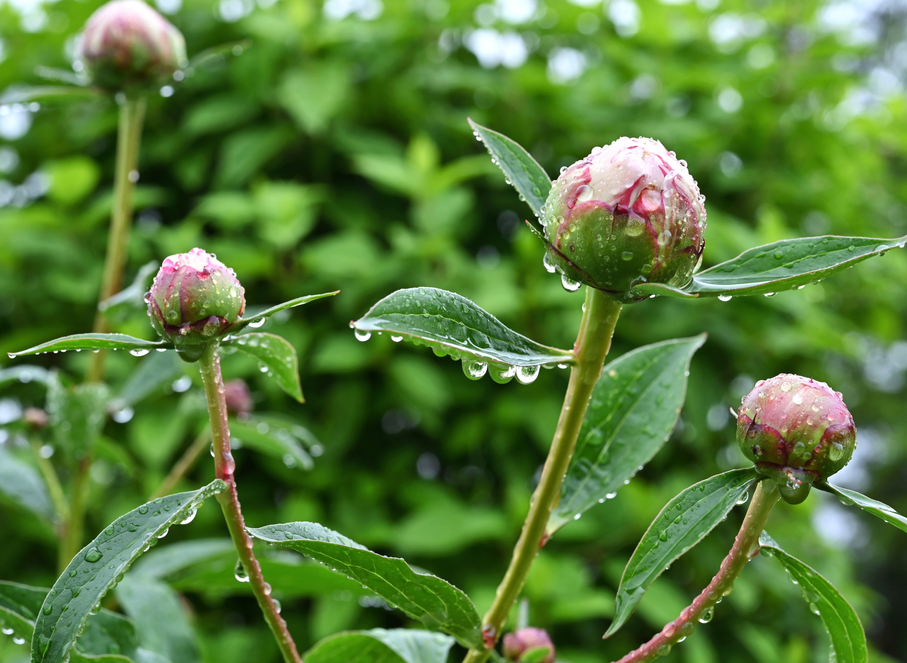 Comment sauver vos plantes après de fortes pluies ?
