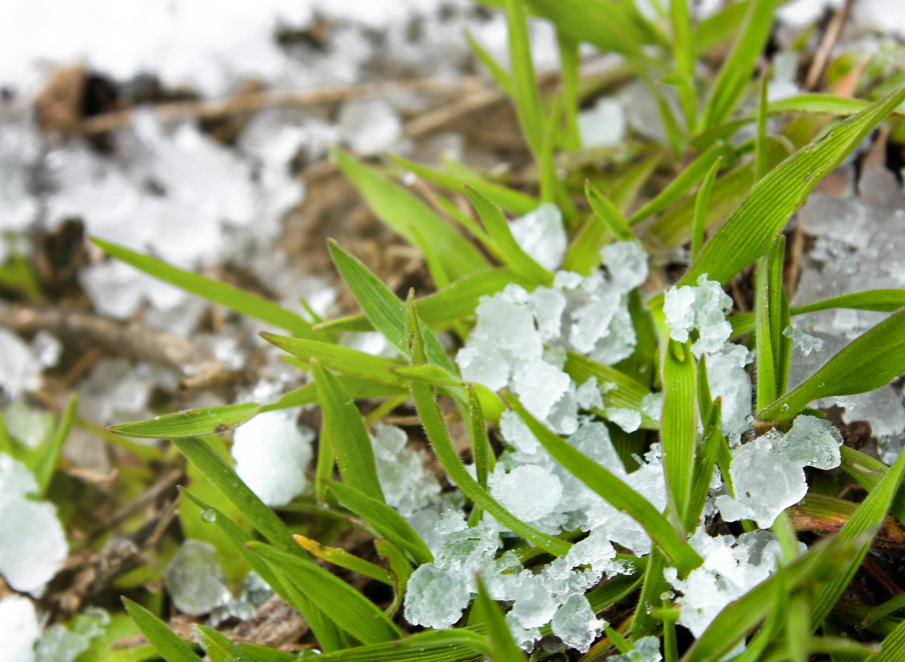 Orage et grêle : comment protéger son potager et ses plantes en urgence 