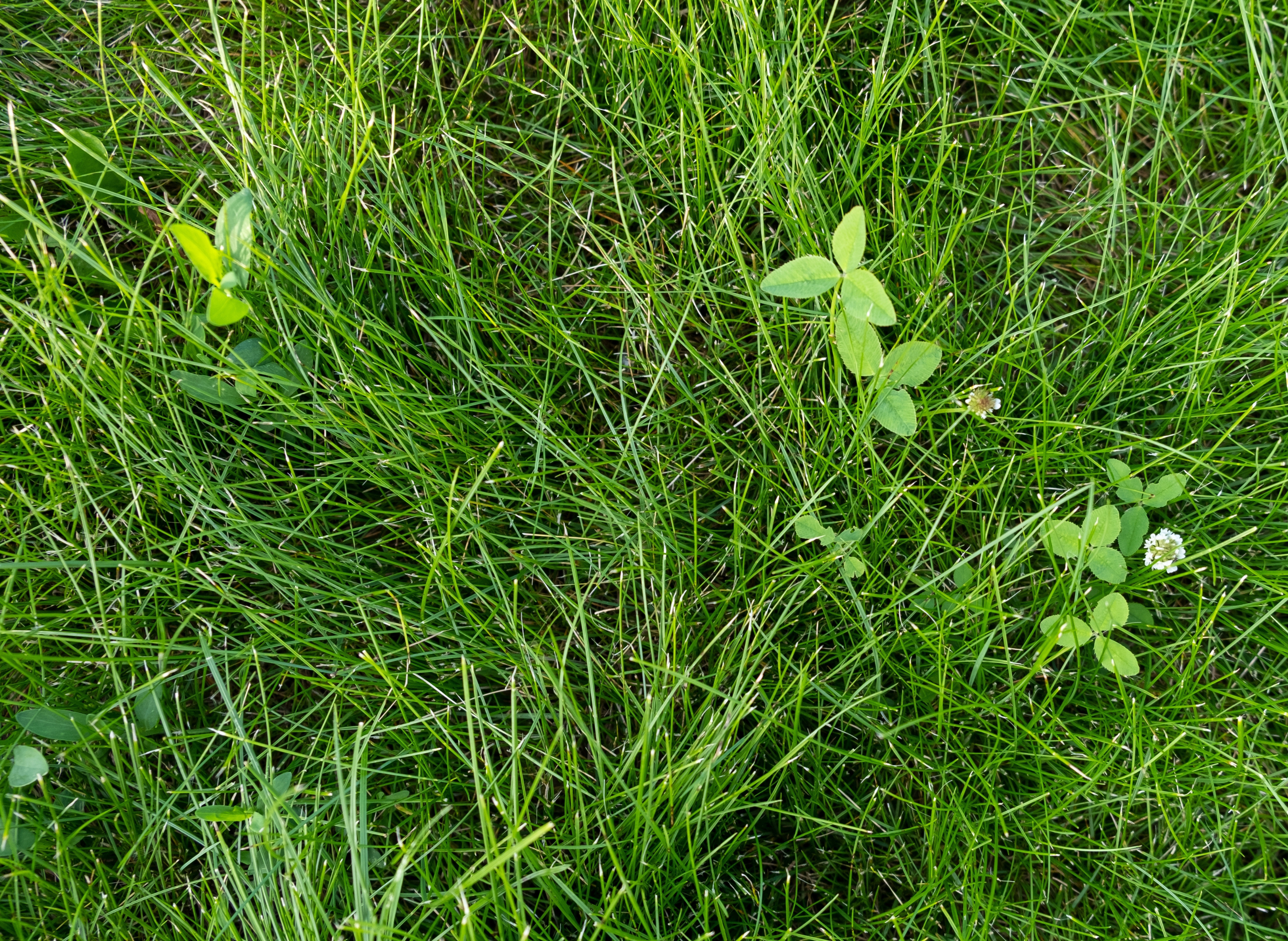 Comment réparer une pelouse pleine de mauvaises herbes ?