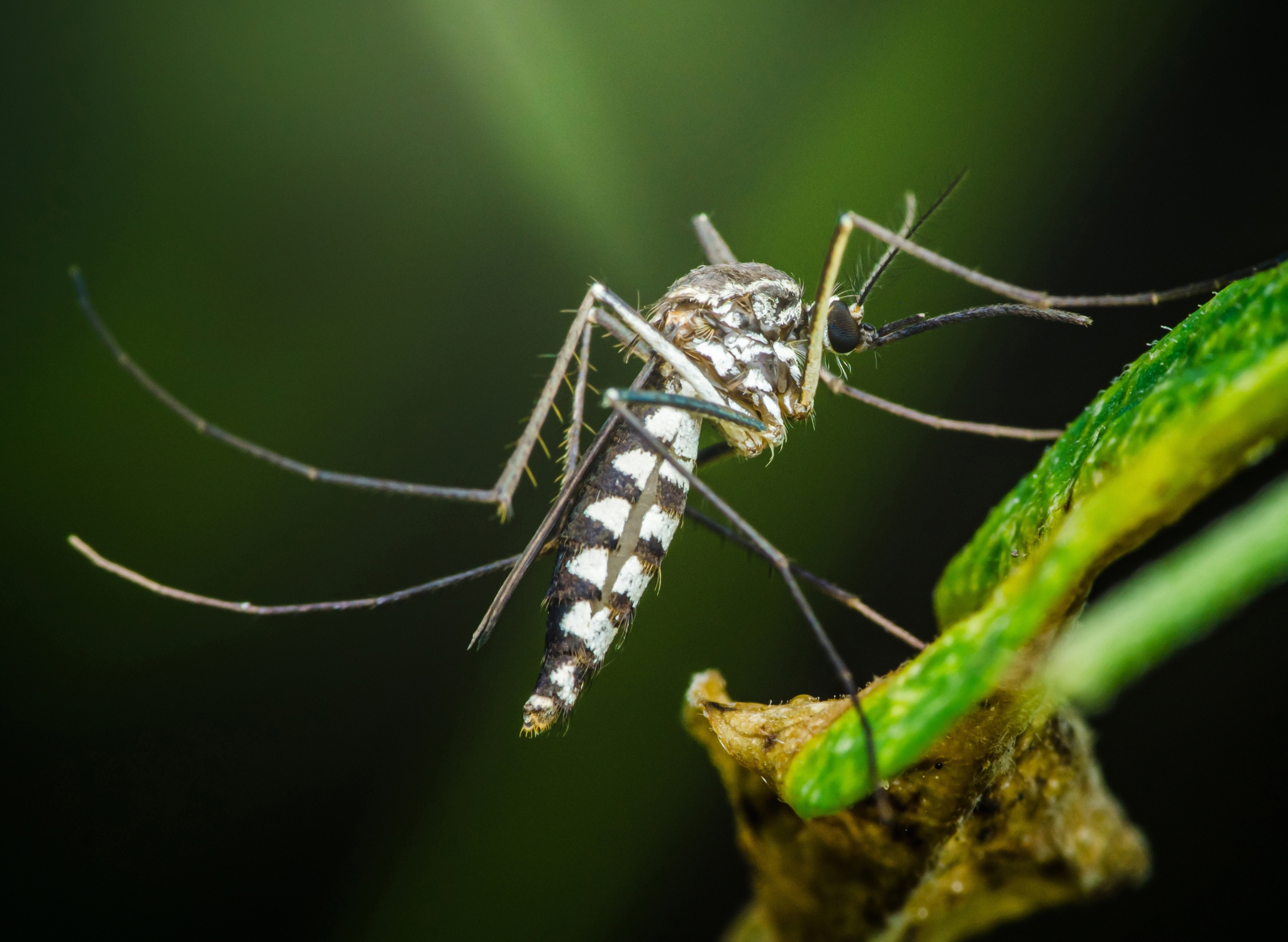 C'est le moment de se protéger contre les insectes volants et moustiques-tigres 