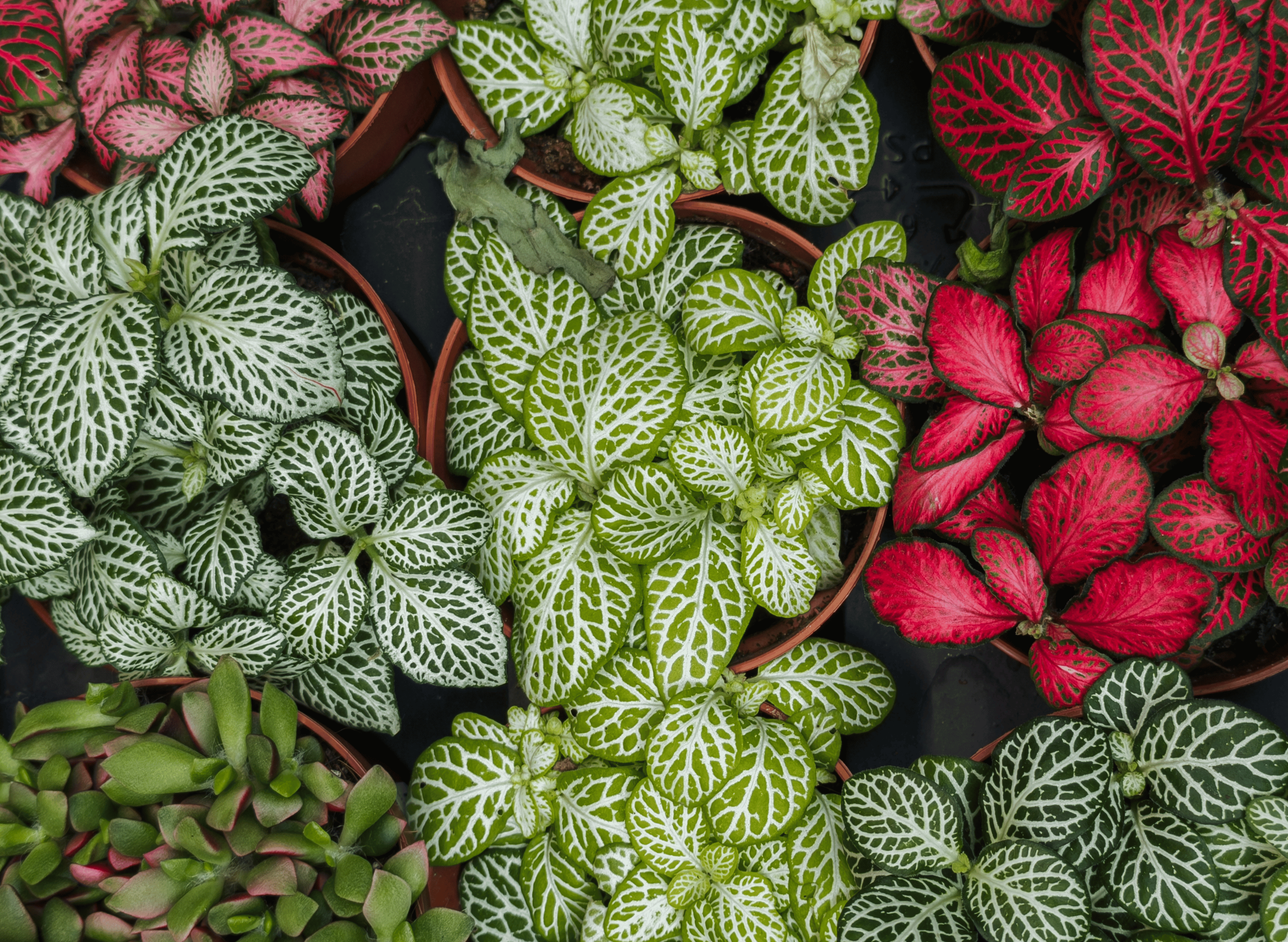 Comment préparer ses plantes en pot pour l’automne ?